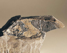 Archeolepidotus bellerophon Schichten, 250 MJ.