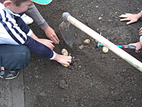 Kartoffelernte