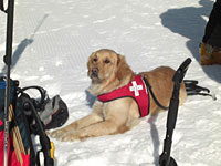 Lawinenhund